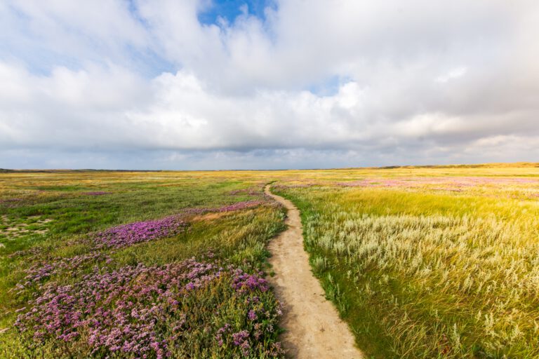 A beautiful shot of a narrow pathway in the middle of the grassy field with flowers under a cloudy sky