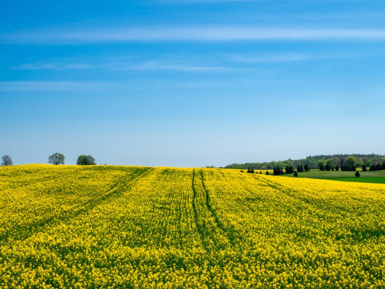 A countryside view of a blooming yellow field on a hill under a clear blue sky